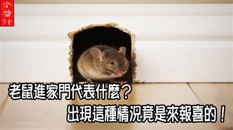 老鼠 風水